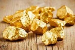 Ученые нашли вид грибов, которые выделяют золото 