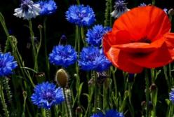 В Украину идет настоящее лето: названа дата