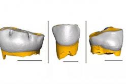 Названа общая черта у детей неандертальцев и современного человека