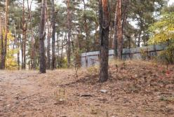 Труп мужчины без штанов обнаружили на дереве в Киеве (фото)