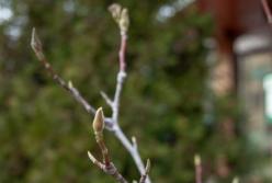На Полтавщине перед Новым годом зацветает сирень и магнолия (фото)