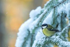 Київ накриють шалені морози до -25°C з 30 січня