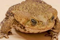 Ученые нашли почти неуязвимое к яду скорпионов животное