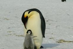 Ученые расшифровали говор африканских пингвинов