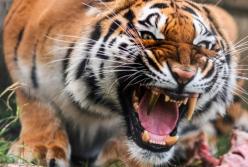 В Германии тигрице вставили золотой зуб