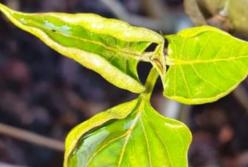 Наступит "весна": синоптики обескуражили украинцев прогнозом на начало недели