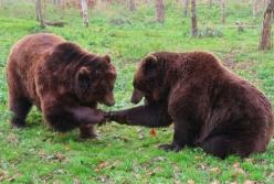 Владелец крымских зоопарков хочет убить 30 медведей