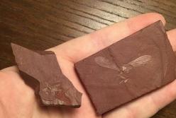 Ученые нашли останки насекомого, жившего на Земле 100 млн лет назад (фото)