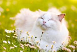 Прогноз погоды на 19 июня: жара не оступает