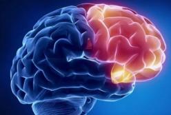 Открыта неожиданная польза желчи для мозга