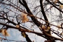 В Киеве посреди января зацвели деревья (фото)