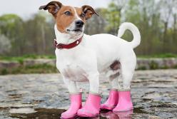 Прогноз погоды на 27 февраля: местами сильные порывы ветра и дожди