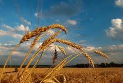 Прогноз погоды на 15 августа: Украину разделят грозы, шквалы, град и 30-градусная жара