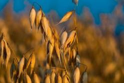 Медики назвали продукт, снижающий уровень холестерина в крови