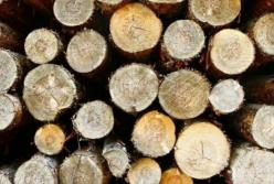 Вырубка леса вредит экологии в разы сильнее, чем предполагалось