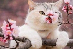 Прогноз погоды на 29 апреля: солнечно, воздух прогреется до +18 градусов