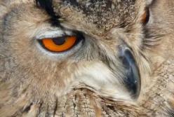 Ученые описали новый вид совы