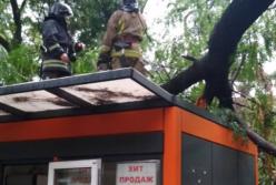 Поваленные деревья и побитые автомобили: что натворила непогода в Одессе
