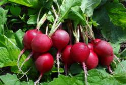 Назван овощ, который способен противостоять вирусам