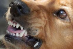 Открытая черепно-мозговая травма: в Бахмуте собака покусала ребенка