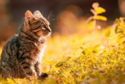 Прогноз погоды на 15 октября: украинцев ждет потепление