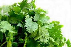 Врачи назвали самую полезную зелень