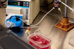 Ученые вырастили ГМО-печень человека