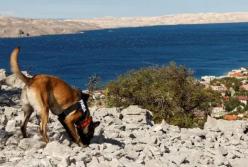 В Хорватии собаки помогли археологам найти древнее захоронение