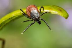 Доктор Комаровский рассказал, как уберечься от укусов клещей