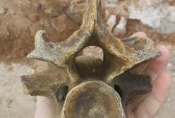 На берегу Черного моря найдены останки доисторического животного (фото)