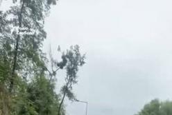 Кияни протестують проти вирубки 100-річних дубів під теплотрасу в Теремках