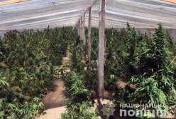 В Херсонской области изъяли марихуану на почти 20 млн гривен