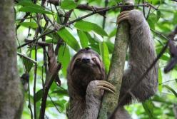 Самое медленное млекопитающее на планете удивило ученых