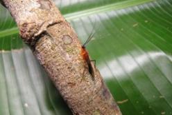 Ученые открыли на Амазонке новое насекомое с уникальным поведением