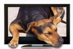 Эксперты выяснили, что собаки и кошки видят в телевизоре