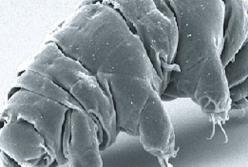 Израильский зонд мог доставить тихоходок на Луну