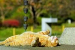 Туманы и летнее тепло: синоптик порадовала украинцев свежим прогнозом