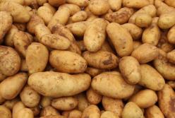 Украинцев ожидает дефицит картошки 