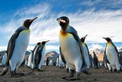 Маргарита Січкар розкритикувала фільм Антона Птушкіна «Антарктида»