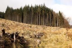 В лесхозах Украины обнаружили нарушения почти на 250 млн гривен