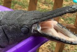 В США нашли редкую рыбу, похожую на крокодила