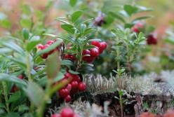 Назван лучший сок для снижения повышенного давления