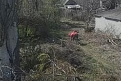 Пожар в дачном кооперативе в Запорожье: за информацию о поджигателе обещают 20 тысяч гривен (видео)