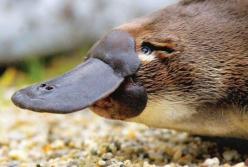 Ученые заявляют о полном исчезновении одного из видов животных 