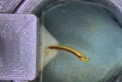 Ученые создали искусственные мышцы из натуральных белков