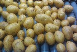 Названа смертельная опасность мытого картофеля