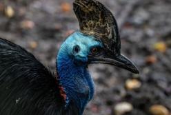 Ученые назвали первую одомашненную птицу