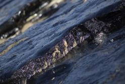 Способны разлагать нефть: в Арктике обнаружили уникальные микроорганизмы