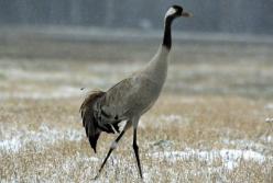 В Херсонской области снова отравились "краснокнижные" птицы