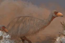 Ученые в Австралии раскрыли секрет вымирания гигантских громовых птиц (фото)